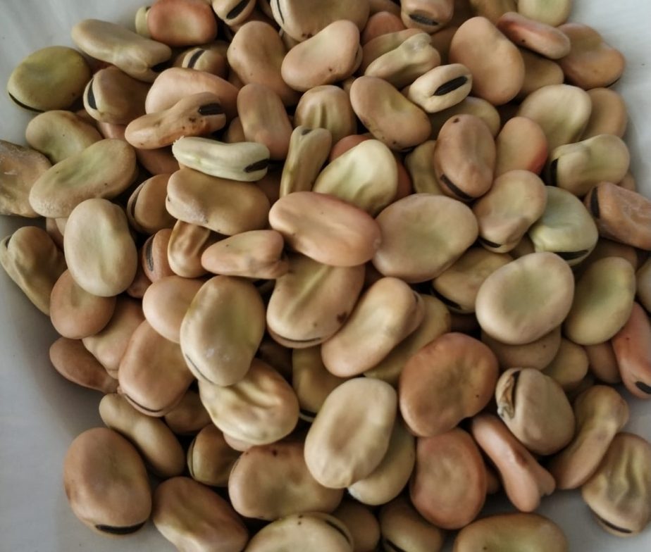 Kuru Bakla